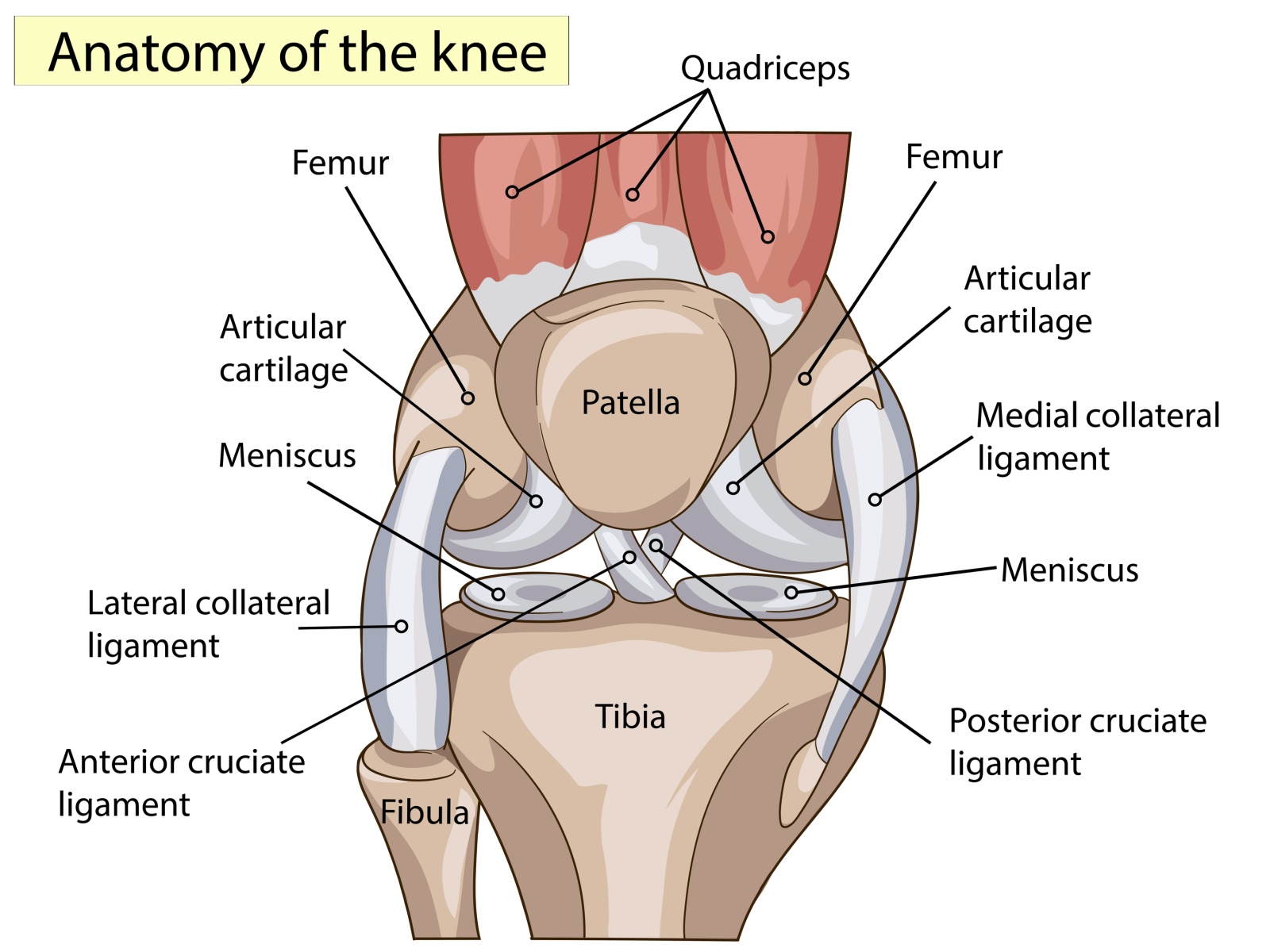 bol mišića u zglob koljena