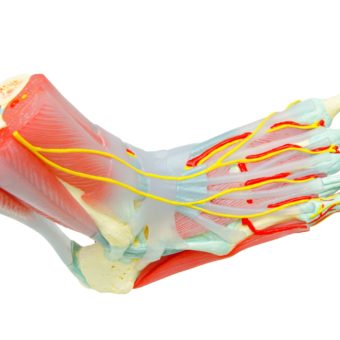 Human Foot Muscles Anatomy Model for study medicine.