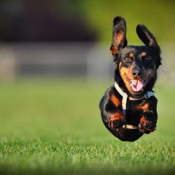 bigstock-dog-running-6241804