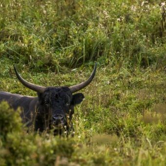 bigstock-Bull-Grazing-In-A-Meadow-In-Th-273440863